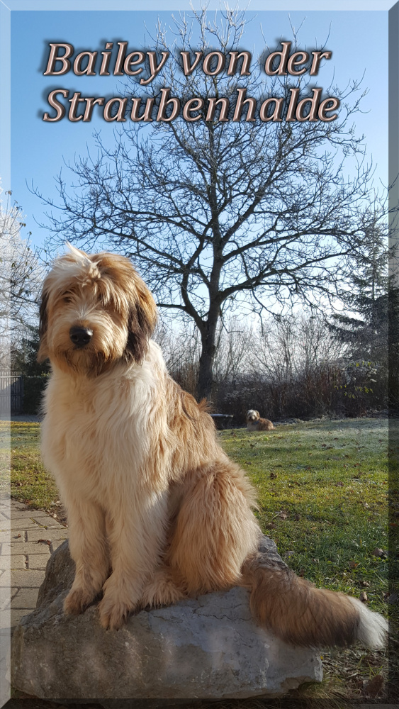 Bailey von der Straubenhalde